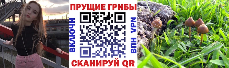 Галлюциногенные грибы ЛСД  Купить закладки  Ростов 